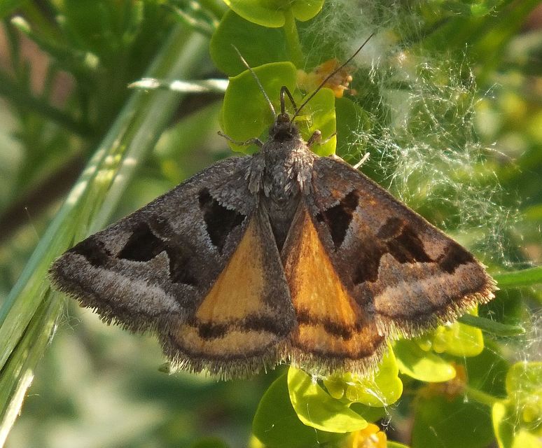 Gonospileia triquetra - kakukkfű-nappalibagoly