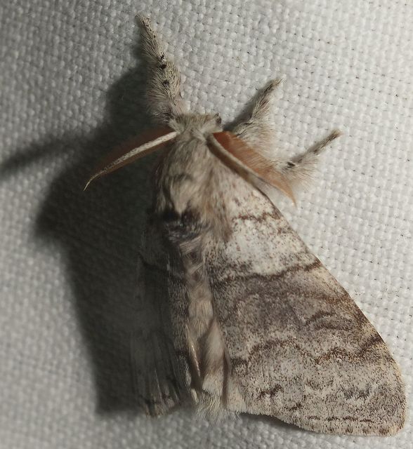 Calliteara pudibunda - hamvasszövő