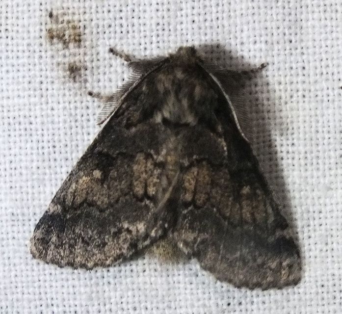 Gluphisia crenata - kormos púposszövő