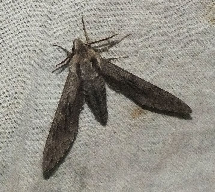 Hyloicus pinastri - fenyőszender