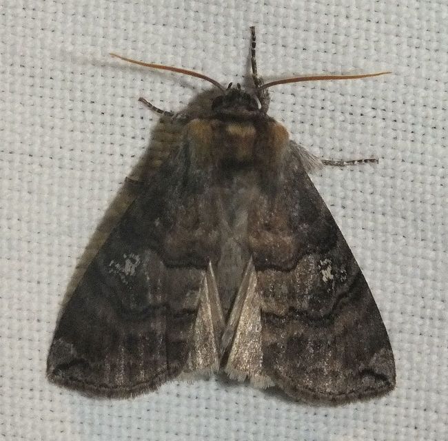 Tethea ocularis - pápaszemes pihésszövő