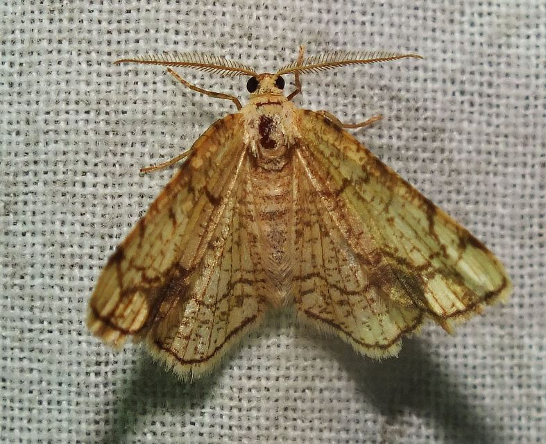 Stegania dilectaria - fehérnyár-araszoló