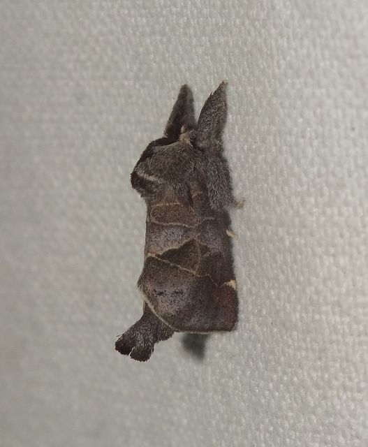 Clostera pigra - apró levélszövő