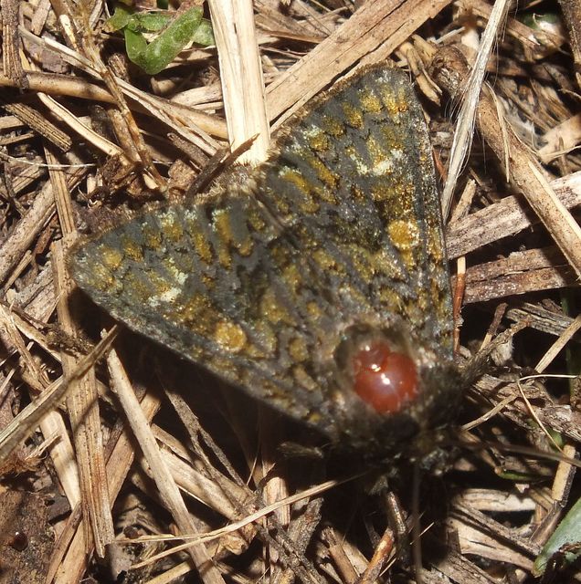 Craniophora ligustri - fagyalbagoly