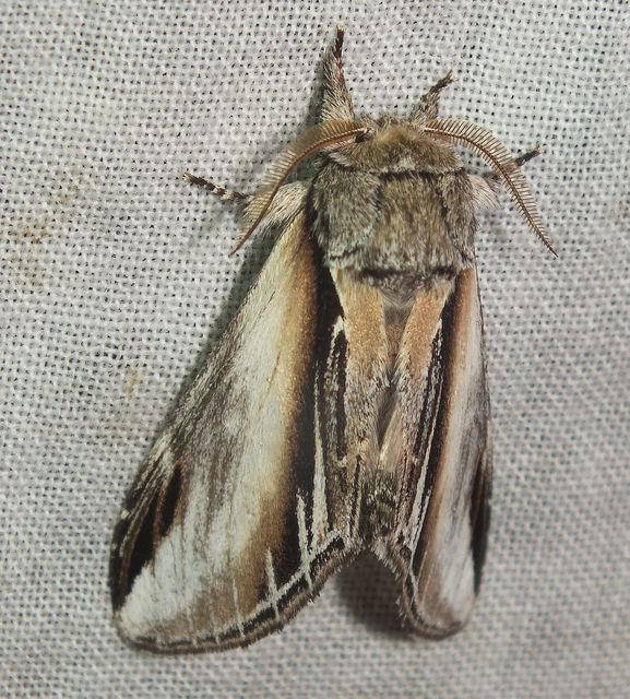 Pheosia tremula - nyárfa-púposszövő