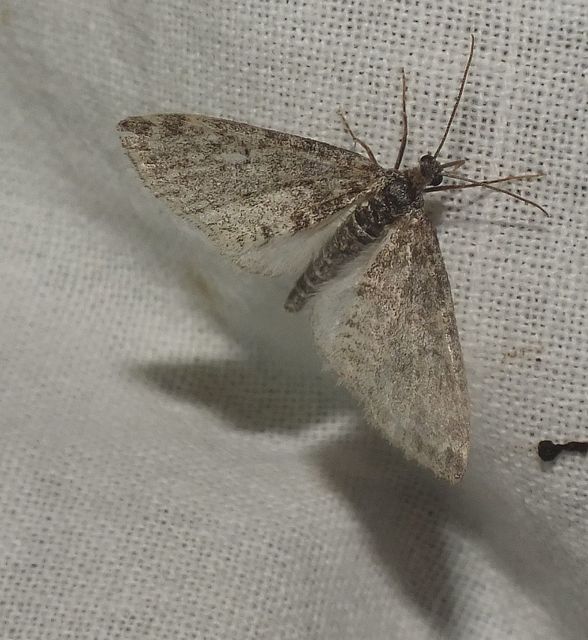 Lobophora halterata - szárnyfüggelékes araszoló