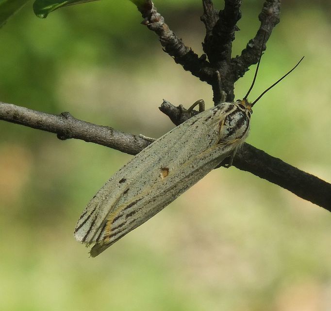 Spiris striata - csíkos molyszövő