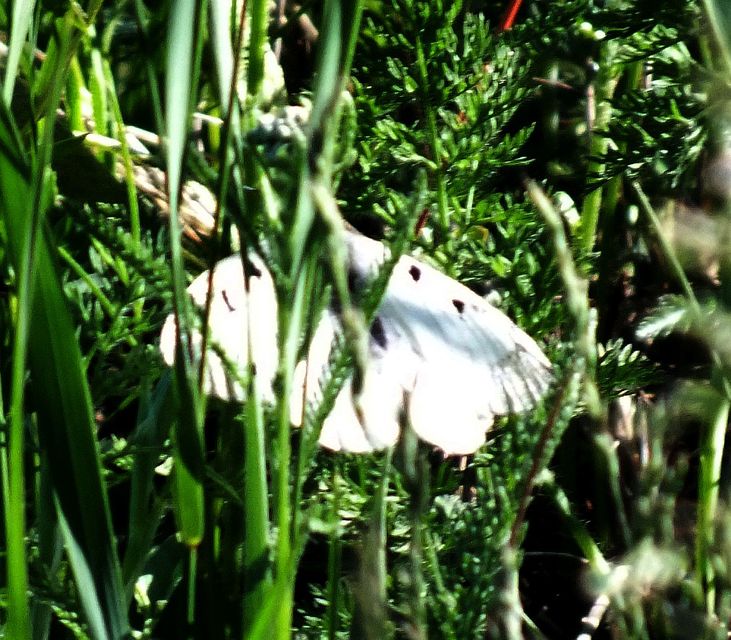 Parnassius mnemosyne - kis apollólepke