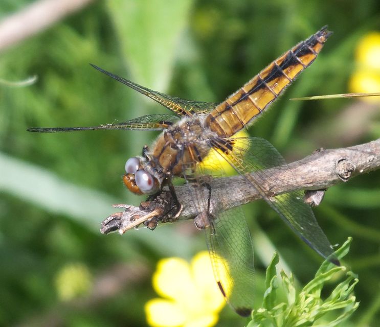 Libellula fulva - kisfoltos laposacsa