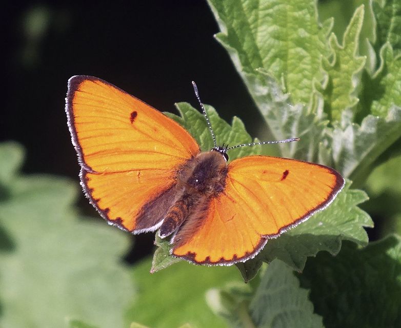 Lycaena dispar rutilus - nagy tűzlepke