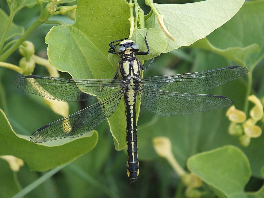 Gomphus vulgatissimus - feketelábú folyami-szitakötő