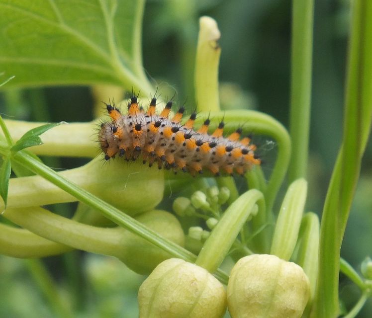 Zerynthia polyxena - farkasalmalepke