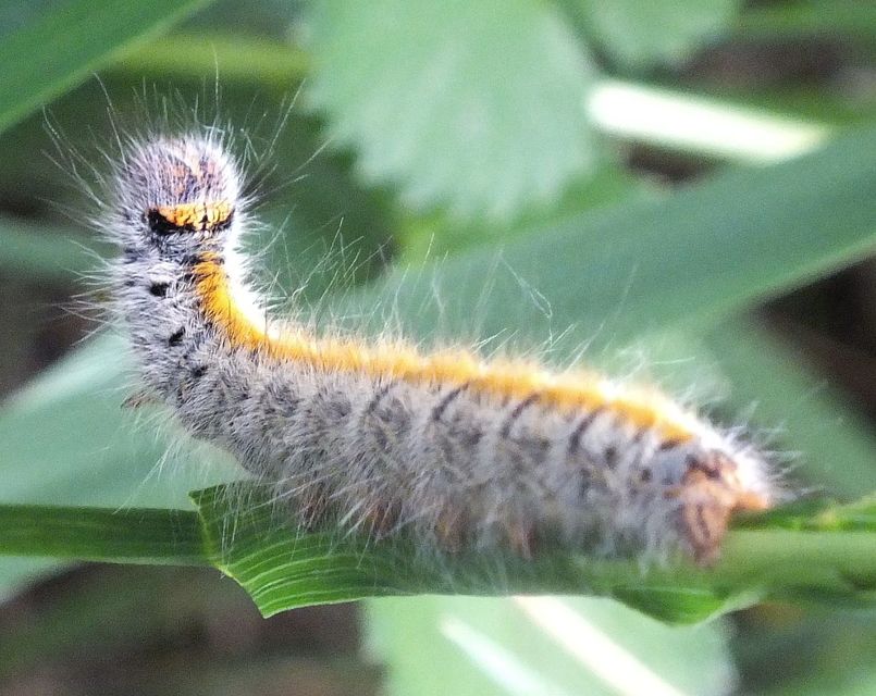 Lasiocampa trifolii - lóhereszövő