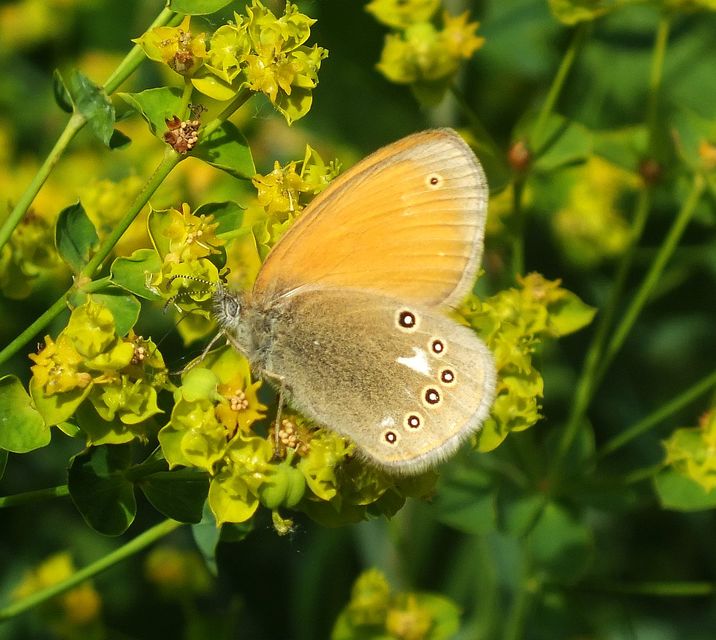 Coenonympha glycerion - közönséges szénalepke
