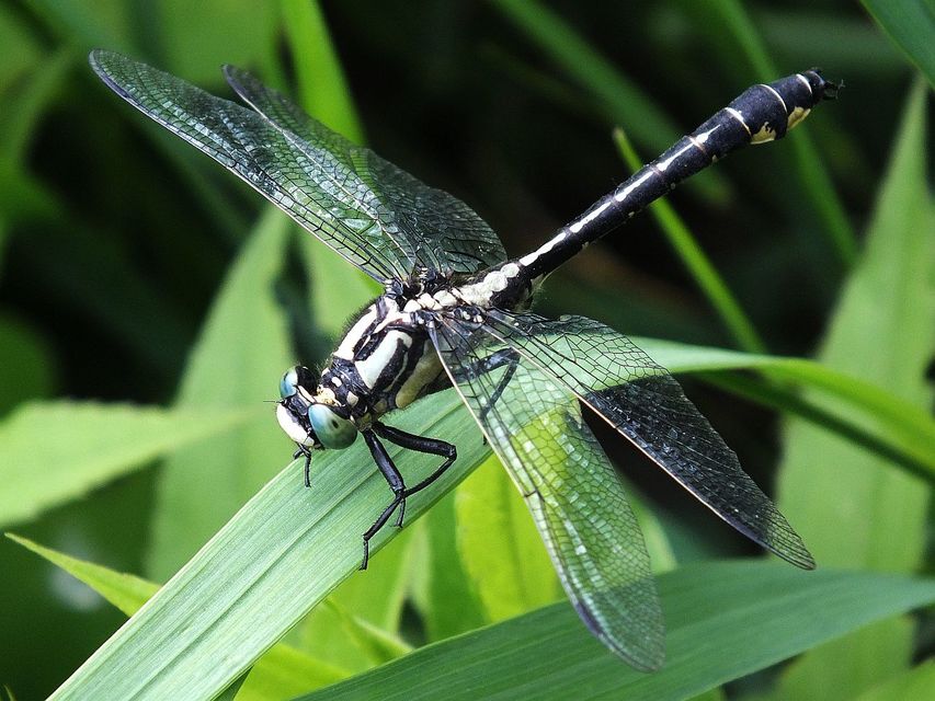Gomphus vulgatissimus - feketelábú folyami-szitakötő