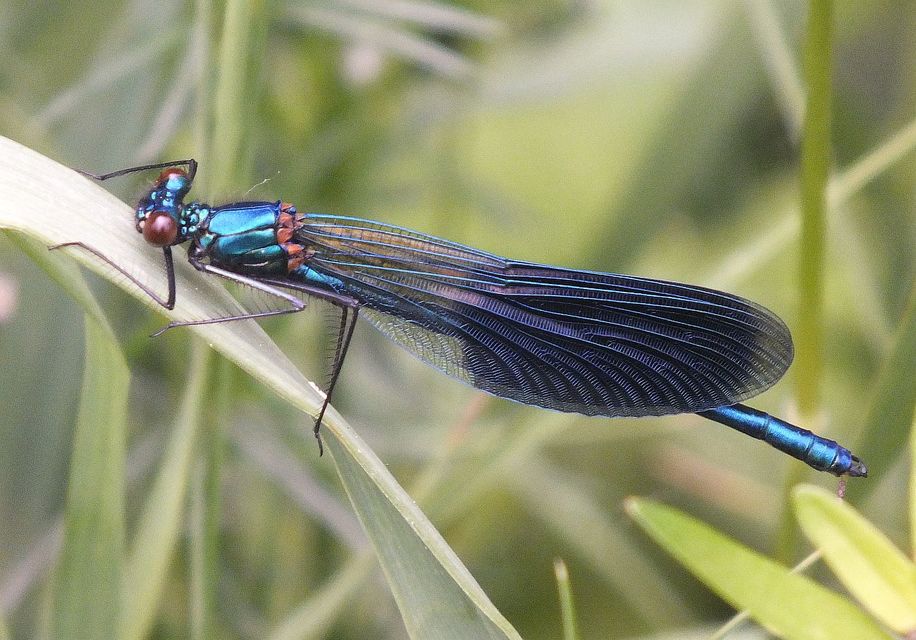 Calopteryx splendens - sávos szitakötő