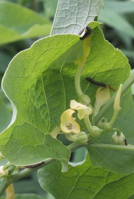 Zerynthia polyxena - farkasalmalepke