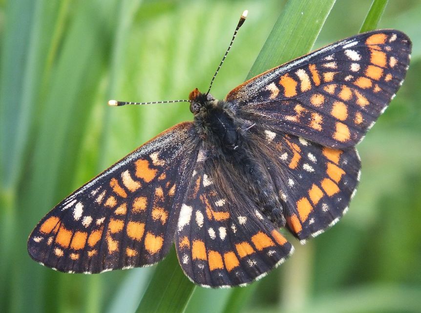 Euphydryas maturna - díszes tarkalepke