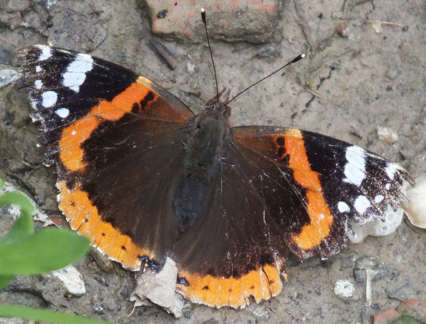 Vanessa atalanta - atalantalepke