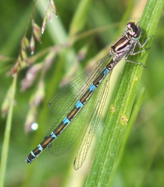 Coenagrion ornatum - díszes légivadász