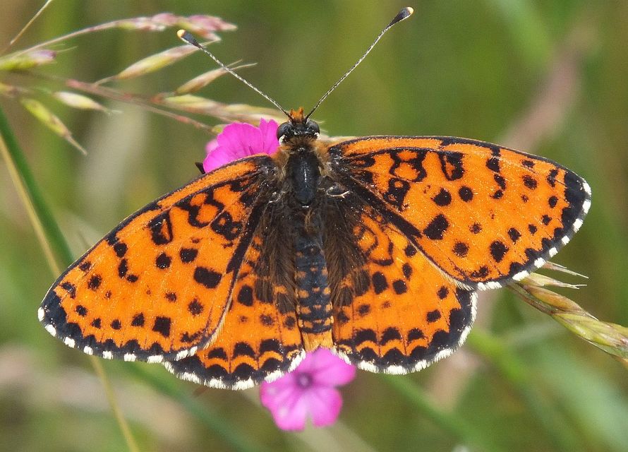 Melitaea didyma - tüzes tarkalepke