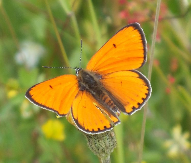 Lycaena dispar rutilus - nagy tűzlepke