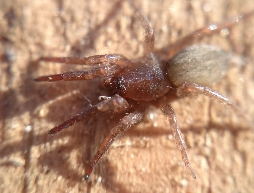 Drassodes cupreus