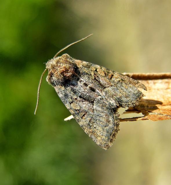 Oligia