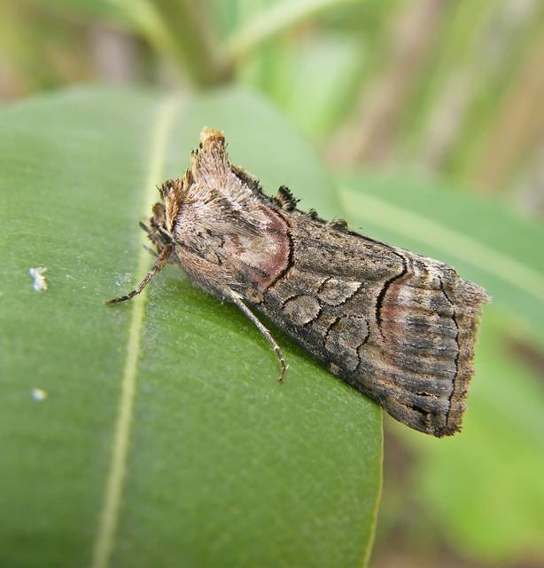 Abrostola triplasia - közönséges csalánbagoly