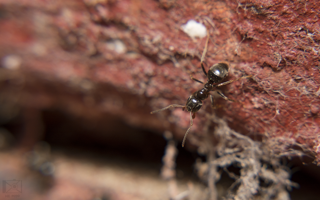Lasius