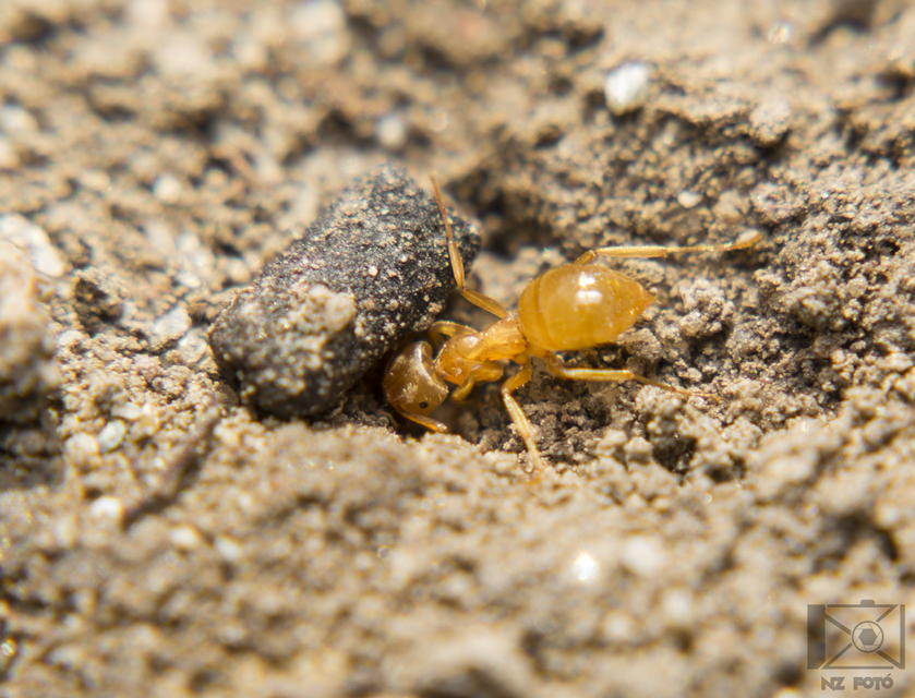 Lasius