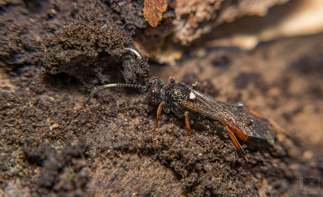 Ichneumoninae