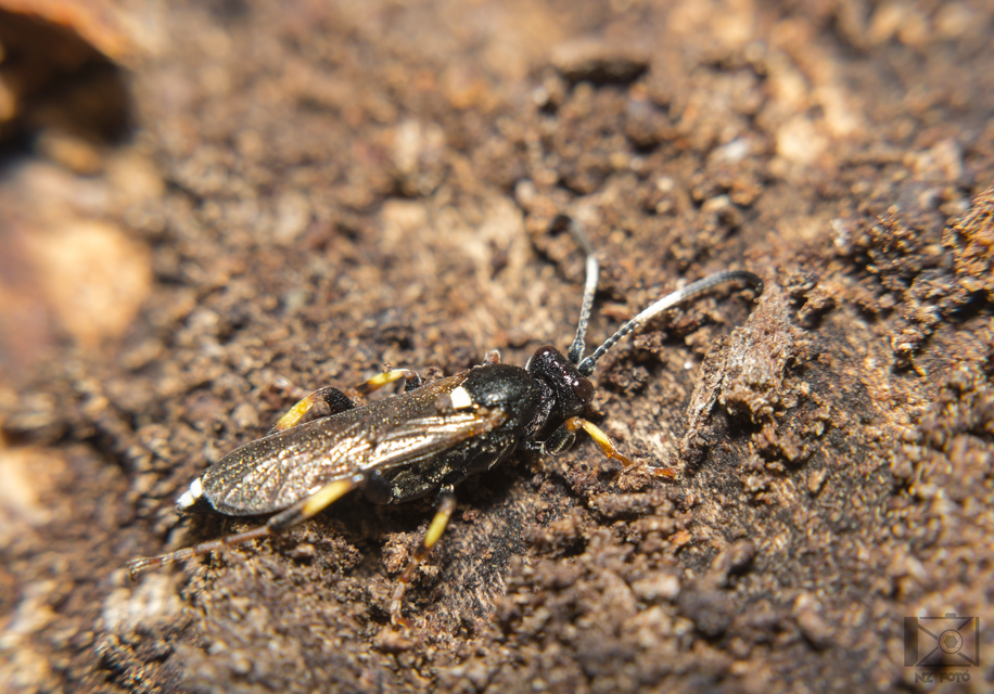 Ichneumoninae