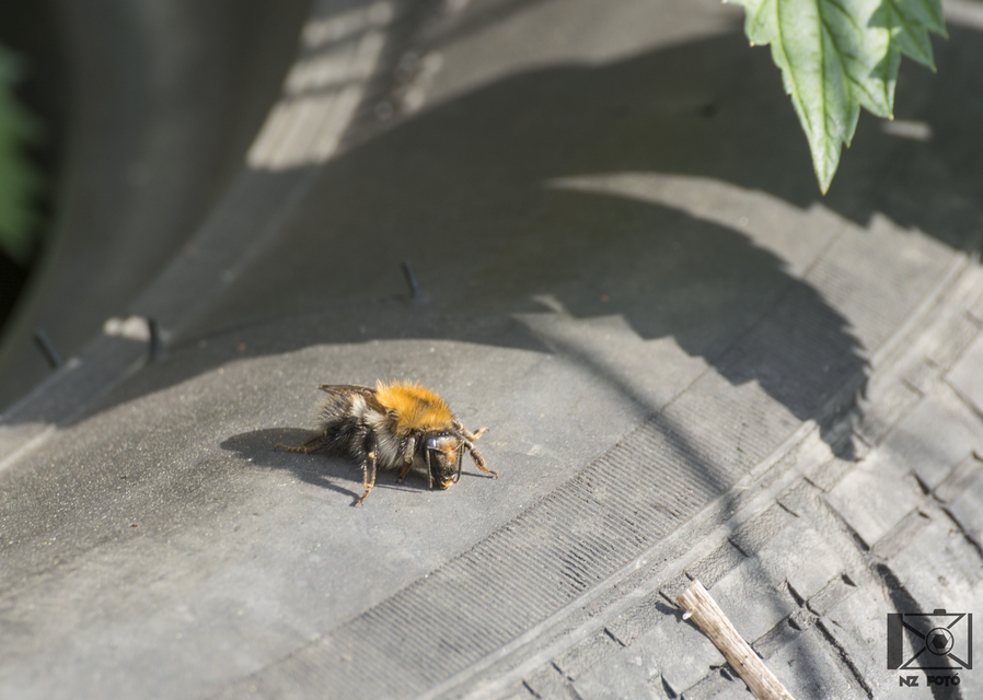 Bombus pascuorum - mezei poszméh
