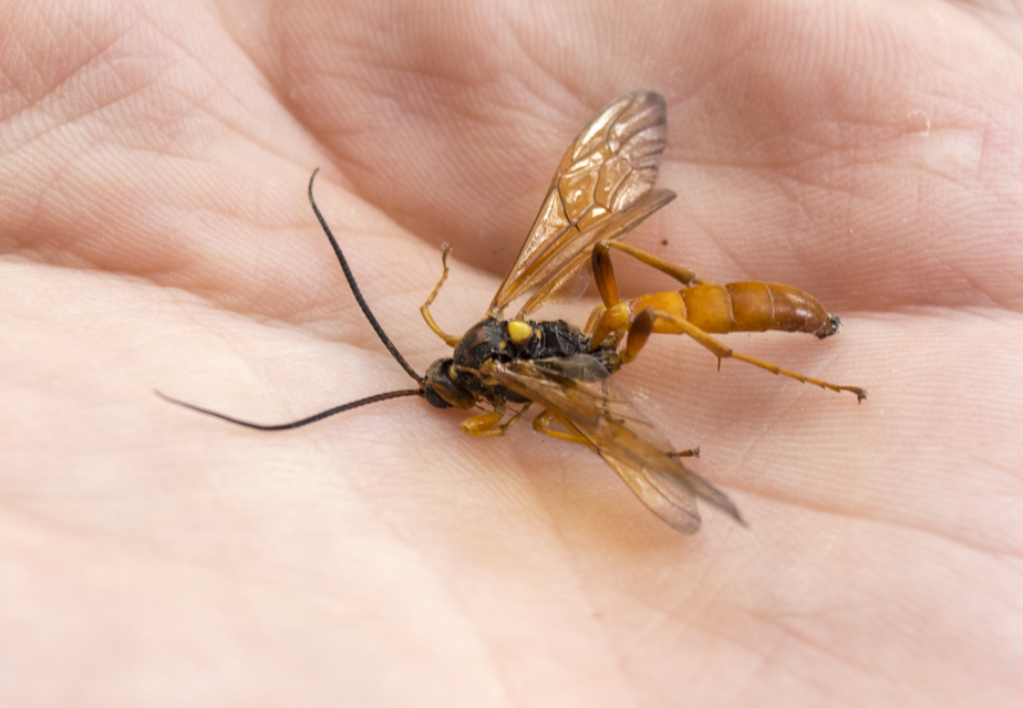 Ichneumonidae - valódi fürkészdarazsak