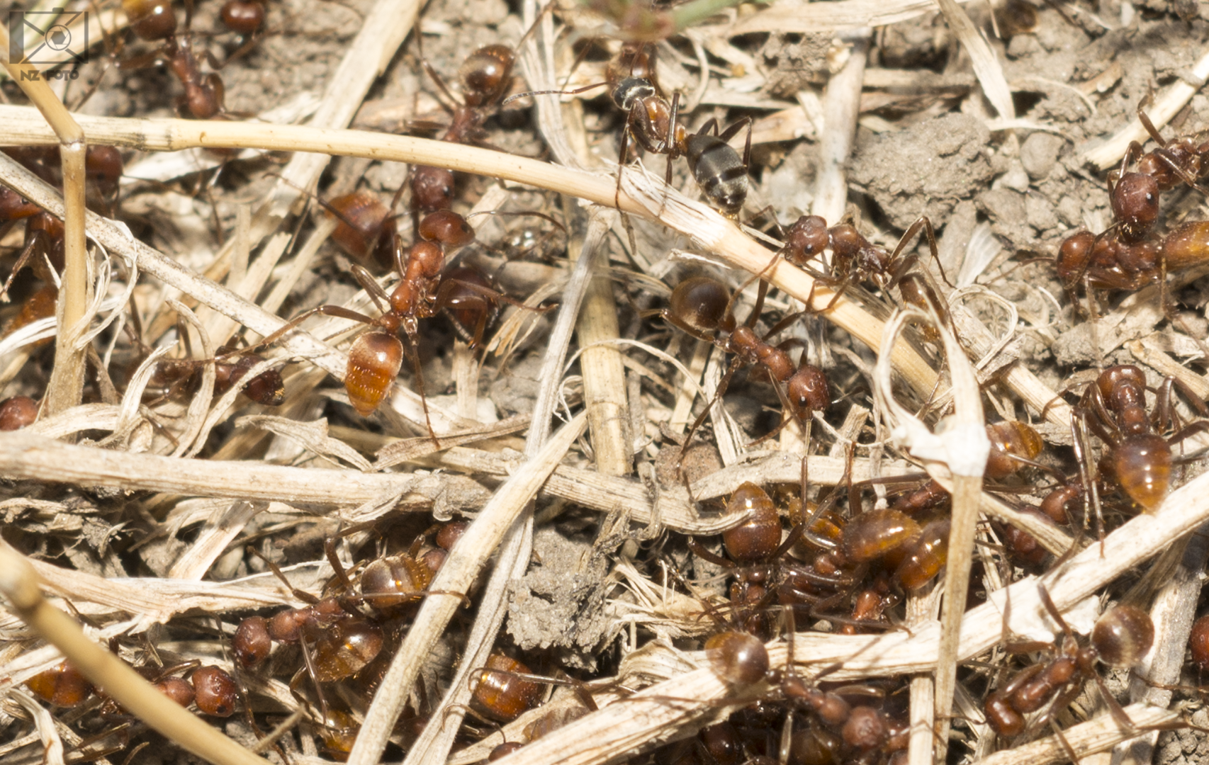 Polyergus rufescens - amazonhangya