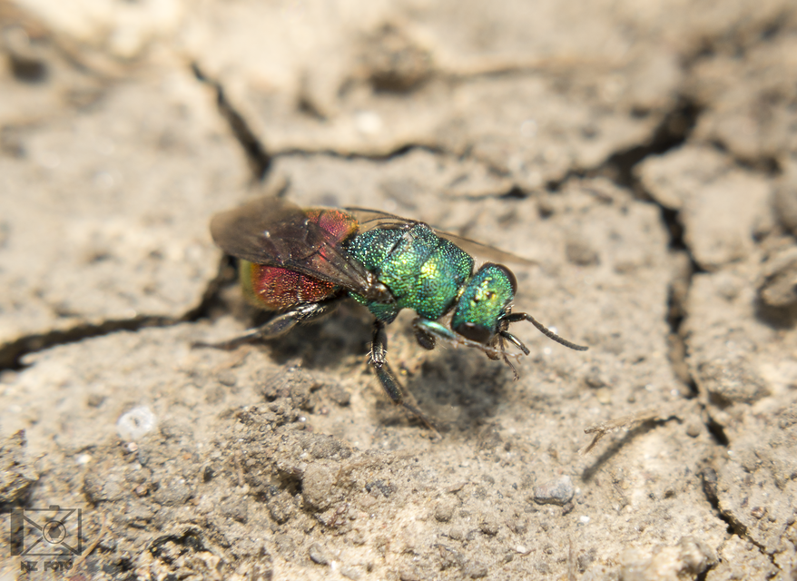 Chrysididae - fémdarazsak