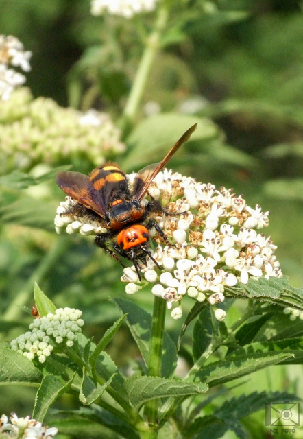 Megascolia maculata - óriás-tőrösdarázs