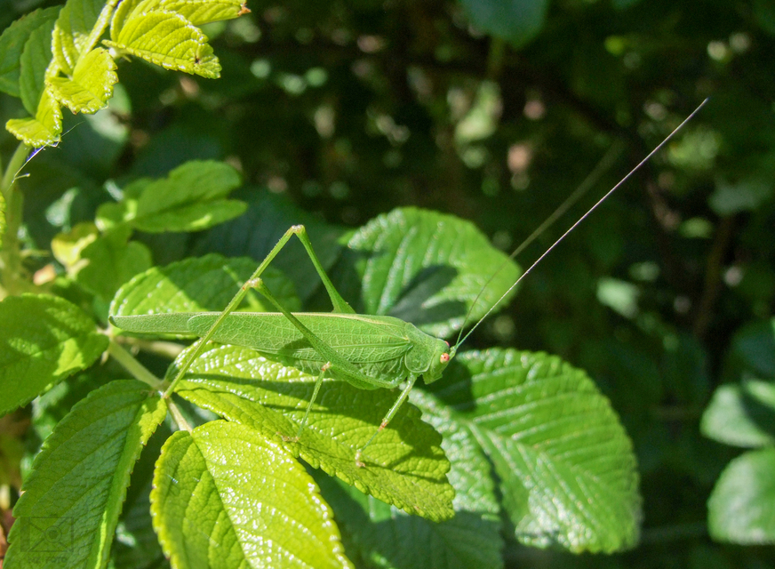 Phaneroptera nana - pontozott repülőszöcske