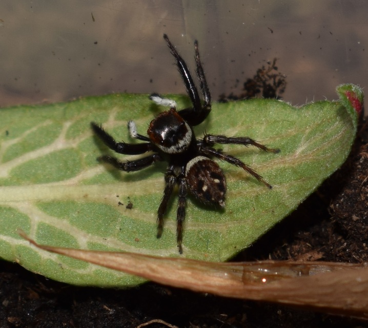 Hasarius adansoni - üvegházi ugrópók