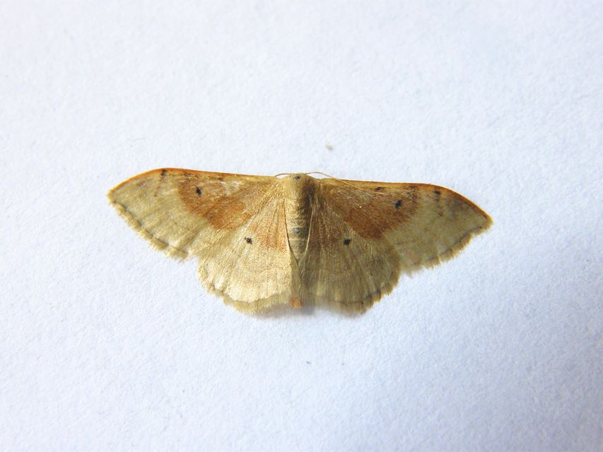 Idaea degeneraria - barnasávos araszoló