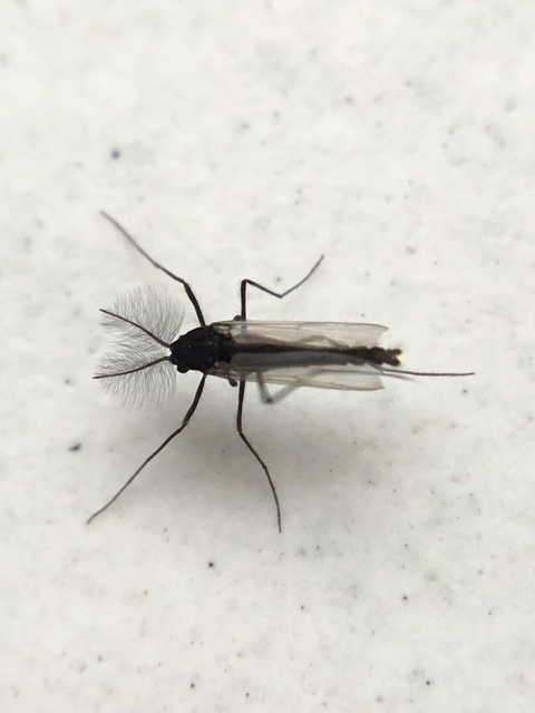 Chironomidae - árvaszúnyogok