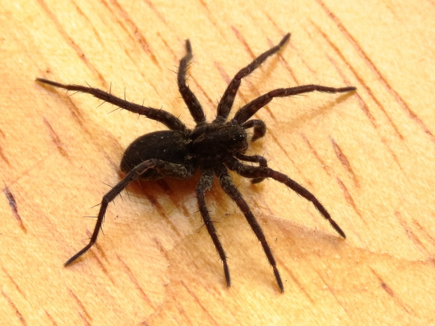 Pardosa