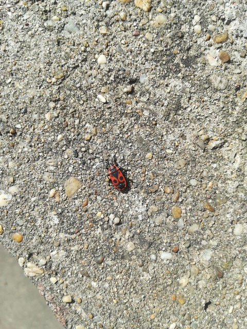 Pyrrhocoris apterus - verőköltő poloska