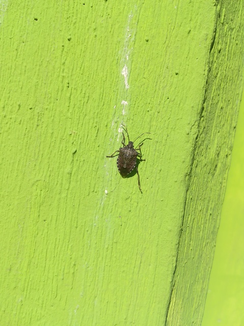 Halyomorpha halys - ázsiai márványospoloska