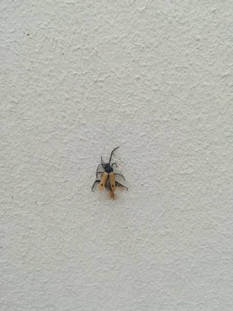 Apalus bimaculatus - kétfoltos élősdibogár