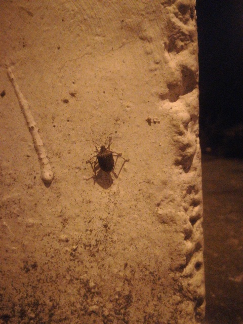 Halyomorpha halys - ázsiai márványospoloska