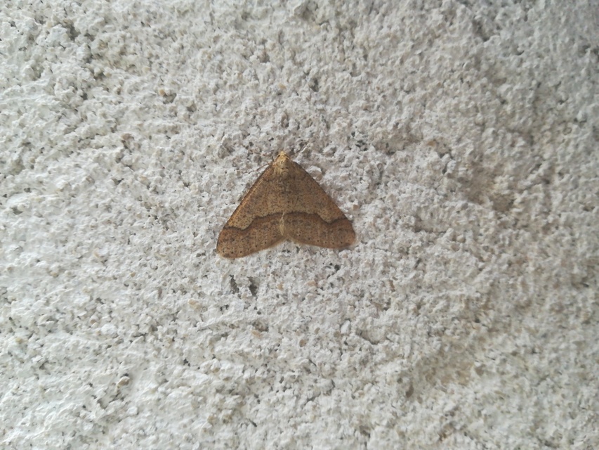 Agriopis marginaria - sárgás téliaraszoló