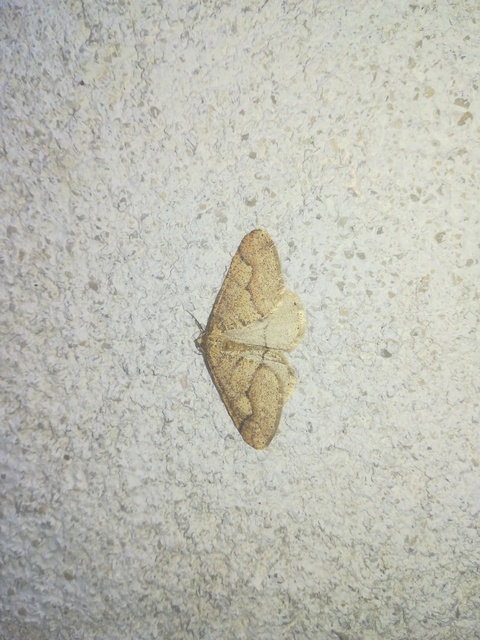 Agriopis marginaria - sárgás téliaraszoló