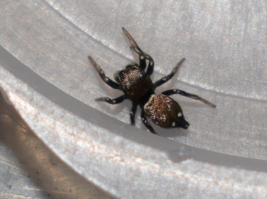 Heliophanus kochii - négypettyes ugrópók